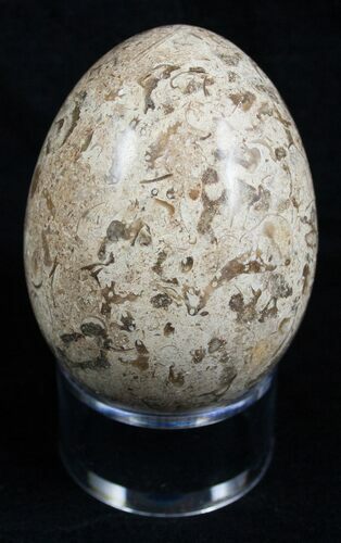 Decorative Fossil Coral Egg #2123